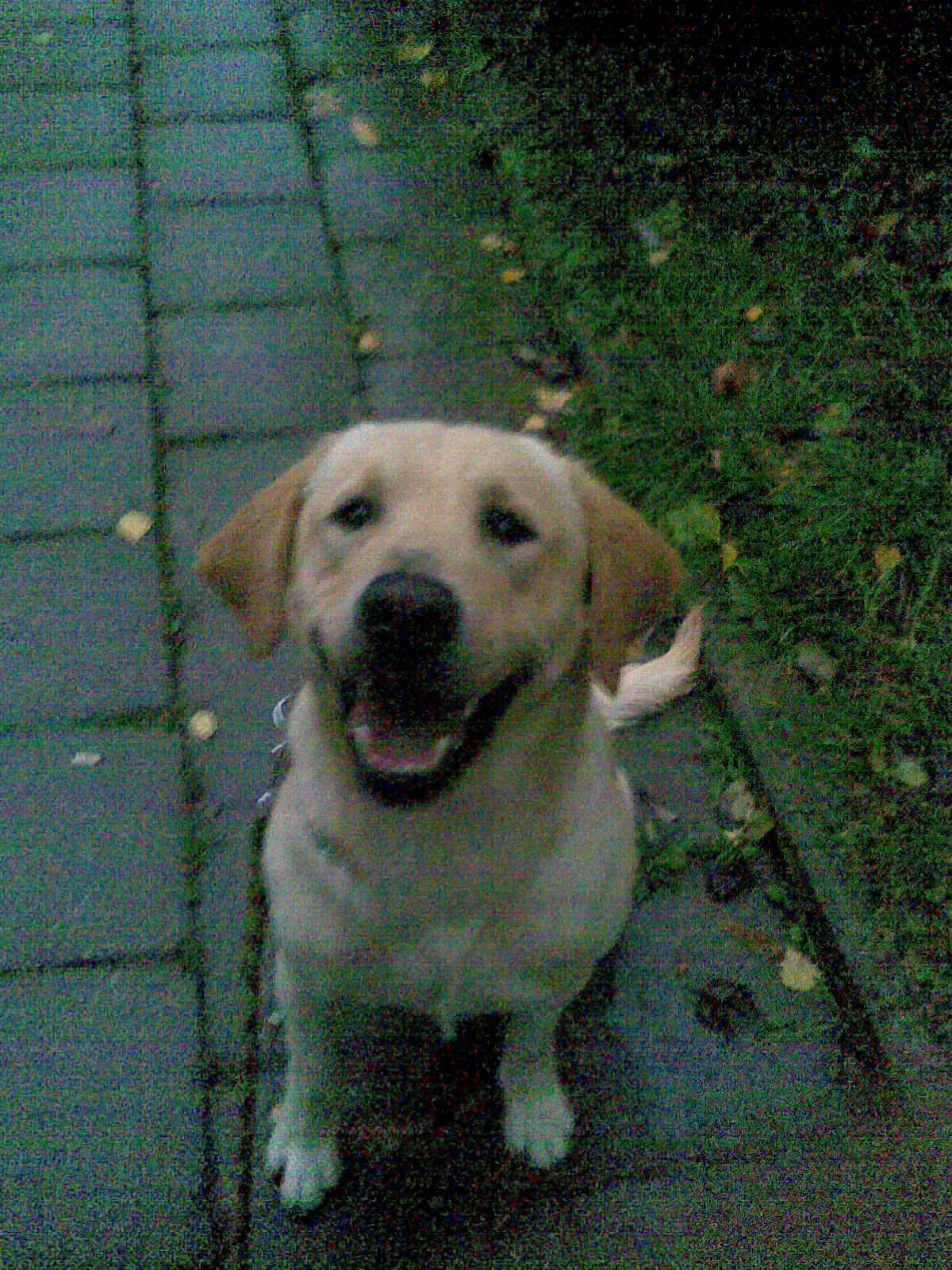 Obraz011.jpg