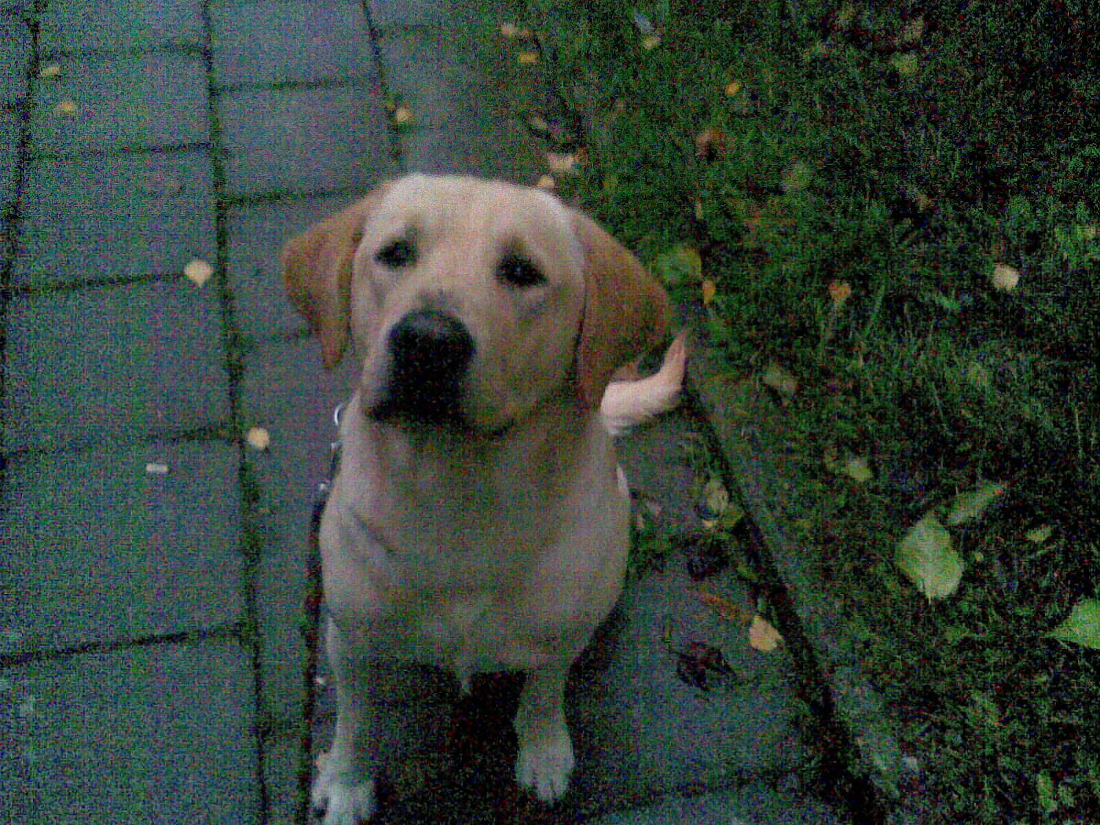 Obraz012.jpg