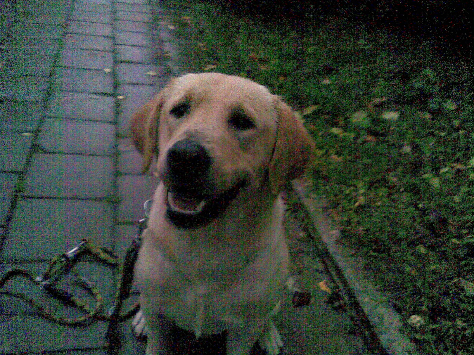 Obraz017.jpg