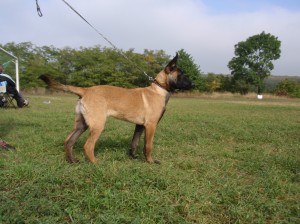 Zkoušky KK Miroslav 11.10.2008 466.jpg