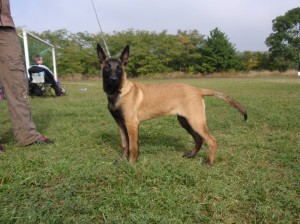 Zkoušky KK Miroslav 11.10.2008 467.jpg